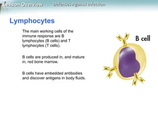 Lesson Overview

Defenses Against Infection

Lymphocytes
The main working cells of the
immune response are B
lymphocytes (B cells) and T
lymphocytes (T cells).
B cells are produced in, and mature
in, red bone marrow.
B cells have embedded antibodies
and discover antigens in body fluids.

 