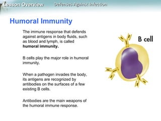 Lesson Overview

Defenses Against Infection

Humoral Immunity
The immune response that defends
against antigens in body fluids, such
as blood and lymph, is called
humoral immunity.
B cells play the major role in humoral
immunity.
When a pathogen invades the body,
its antigens are recognized by
antibodies on the surfaces of a few
existing B cells.
Antibodies are the main weapons of
the humoral immune response.

 