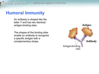 Lesson Overview

Defenses Against Infection

Humoral Immunity
An antibody is shaped like the
letter Y and has two identical
antigen-binding sites.
The shapes of the binding sites
enable an antibody to recognize
a specific antigen with a
complementary shape.

 