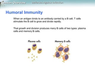 Lesson Overview

Defenses Against Infection

Humoral Immunity
When an antigen binds to an antibody carried by a B cell, T cells
stimulate the B cell to grow and divide rapidly.
That growth and division produces many B cells of two types: plasma
cells and memory B cells.

 
