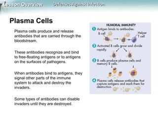 Lesson Overview

Defenses Against Infection

Plasma Cells
Plasma cells produce and release
antibodies that are carried through the
bloodstream.
These antibodies recognize and bind
to free-floating antigens or to antigens
on the surfaces of pathogens.
When antibodies bind to antigens, they
signal other parts of the immune
system to attack and destroy the
invaders.
Some types of antibodies can disable
invaders until they are destroyed.

 