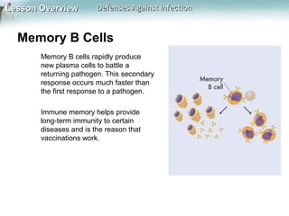 Lesson Overview

Defenses Against Infection

Memory B Cells
Memory B cells rapidly produce
new plasma cells to battle a
returning pathogen. This secondary
response occurs much faster than
the first response to a pathogen.
Immune memory helps provide
long-term immunity to certain
diseases and is the reason that
vaccinations work.

 