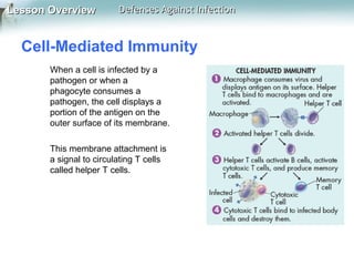 Lesson Overview

Defenses Against Infection

Cell-Mediated Immunity
When a cell is infected by a
pathogen or when a
phagocyte consumes a
pathogen, the cell displays a
portion of the antigen on the
outer surface of its membrane.
This membrane attachment is
a signal to circulating T cells
called helper T cells.

 