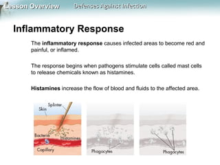 Lesson Overview

Defenses Against Infection

Inflammatory Response
The inflammatory response causes infected areas to become red and
painful, or inflamed.
The response begins when pathogens stimulate cells called mast cells
to release chemicals known as histamines.
Histamines increase the flow of blood and fluids to the affected area.

 