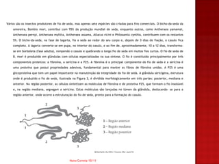 Vários são os insectos produtores de fio de seda, mas apenas sete espécies são criadas para fins comerciais. O bicho-da-seda da
    amoreira, Bombix mori, contribui com 95% da produção mundial de seda, enquanto outros, como Antheraea yamamai,
    Antheraea pernyi, Antheraea mylitta, Antheraea assama, Atlacus ricini e Philosamia cynthia, contribuem com os restantes
    5%. O bicho-da-seda, na fase de lagarta, fia a seda ao redor do seu corpo e, depois de 3 dias de fiação, o casulo fica
    completo. A lagarta converte-se em pupa, no interior do casulo, e ao fim de, aproximadamente, 10 a 12 dias, transforma-
    se em borboleta (fase adulta), rompendo o casulo e quebrando o longo fio de seda em muitos fios curtos. O fio de seda de
    B. mori é produzido em glândulas com células especializadas na sua síntese. O fio é constituído principalmente por três
    componentes proteicos: a fibroína, a sericina e a P25. A fibroína é o principal componente do fio de seda e a sericina é
    uma proteína que possui propriedades adesivas, fundamental para manter as fibras de fibroína unidas. A P25 é uma
    glicoproteína que tem um papel importante na manutenção da integridade do fio de seda. A glândula sericígena, estrutura
    onde é produzido o fio de seda, ilustrada na Figura 3, é dividida morfologicamente em três partes: posterior, mediana e
    anterior. Na região posterior, as células sintetizam as moléculas de fibroína e de proteína P25, que formam o fio insolúvel
    e, na região mediana, segregam a sericina. Estas moléculas são lançadas no lúmen da glândula, deslocando- se para a
    região anterior, onde ocorre a estruturação do fio de seda, pronto para a formação do casulo.




                                             Nuno Correia 10/11
 