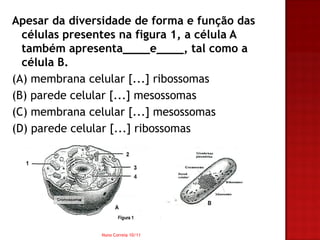 Apesar da diversidade de forma e função das
  células presentes na figura 1, a célula A
  também apresenta____e____, tal como a
  célula B.
(A) membrana celular [...] ribossomas
(B) parede celular [...] mesossomas
(C) membrana celular [...] mesossomas
(D) parede celular [...] ribossomas




               Nuno Correia 10/11
 