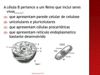 A célula B pertence a um Reino que inclui seres
   vivos____.
(A) que apresentam parede celular de celulose
(B) unicelulares e pluricelulares
(C) que apresentam células procarióticas
(D) que apresentam retículo endoplasmatico
     bastante desenvolvido




                 Nuno Correia 10/11
 