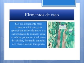 Elementos de vaso
    São evolutivamente mais
    recentes e eficientes, pois
apresentam maior diâmetro e as
extremidades de contacto entre
as células podem ser totalmente
dissolvidas, formando um tubo
 oco mais eficaz no transporte.




                                  Nuno Correia 11/12
 