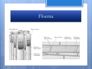 Floema




         Nuno Correia 11/12
 