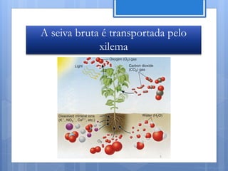 A seiva bruta é transportada pelo
             xilema




                                    Nuno Correia 11/12
 