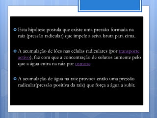  Esta  hipótese postula que existe uma pressão formada na
  raiz (pressão radicular) que impele a seiva bruta para cima.

A  acumulação de iões nas células radiculares (por transporte
  activo), faz com que a concentração de solutos aumente pelo
  que a água entra na raiz por osmose.

A  acumulação de água na raiz provoca então uma pressão
  radicular(pressão positiva da raiz) que força a água a subir.




                                                            Nuno Correia 11/12
 