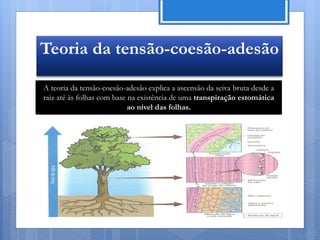 Teoria da tensão-coesão-adesão

A teoria da tensão-coesão-adesão explica a ascensão da seiva bruta desde a
raiz até às folhas com base na existência de uma transpiração estomática
                            ao nível das folhas.




                                                                         Nuno Correia 11/12
 