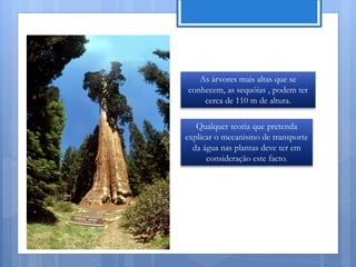 As árvores mais altas que se
conhecem, as sequóias , podem ter
    cerca de 110 m de altura.

   Qualquer teoria que pretenda
explicar o mecanismo de transporte
  da água nas plantas deve ter em
      consideração este facto.




                          Nuno Correia 11/12
 