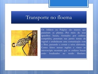 Transporte no floema

      Os Afídeos ou Pulgões são insetos que
      parasitam as plantas. Por meio de seus
      aparelhos bucais, formados por estiletes
      compridos, penetram nas partes tenras do
      vegetal e estabelecem uma comunicação com
      o líber, passando a extrair a seiva elaborada.
      Cortes feitos nessas regiões e vistos ao
      microscópio mostram que os estiletes bucais
      estão localizados no tecido liberiano.




                                                  Nuno Correia 11/12
 