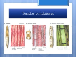 Tecidos condutores




                     Nuno Correia 11/12
 