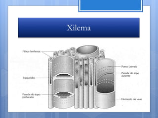 Xilema




         Nuno Correia 11/12
 