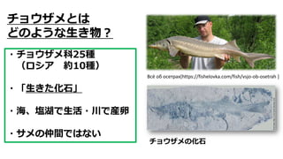チョウザメとは
どのような生き物？
・チョウザメ科25種
（ロシア 約10種）
・「生きた化石」
・海、塩湖で生活・川で産卵
・サメの仲間ではない
チョウザメの化石
Всё об осетрах[https://fishelovka.com/f...