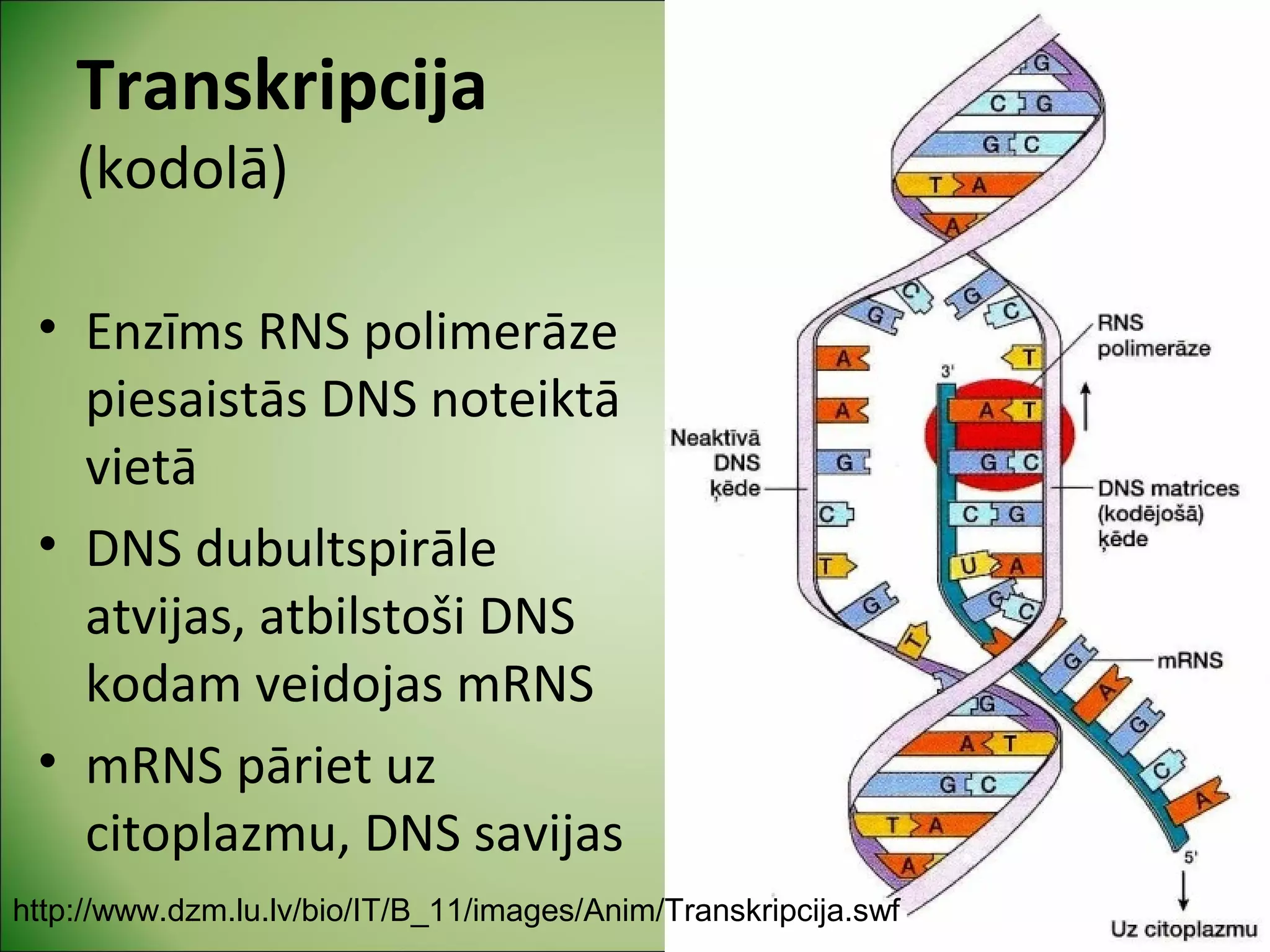 B 11 3_olbaltumvielu_biosinteze | PPT