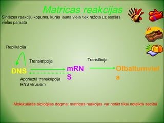 Matricas reakcijas 
Sintēzes reakciju kopums, kurās jauna viela tiek ražota uz esošas 
vielas pamata 
Replikācija 
Transkripcija Translācija 
DNS mRN 
S 
Olbaltumviel 
Apgrieztā transkripcija a 
RNS vīrusiem 
Molekulārās bioloģijas dogma: matricas reakcijas var notikt tikai noteiktā secībā 
 