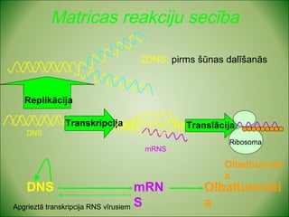 Matricas reakciju secība 
Replikācija 
DNS 
Transkripcija 
2DNS, pirms šūnas dalīšanās 
mRNS 
Translācija 
Ribosoma 
Olbaltumviel 
a 
DNS mRN 
S 
Olbaltumviel 
Apgrieztā transkripcija RNS vīrusiem a 
 