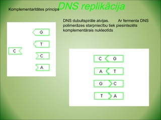 DNS replikācija Komplementaritātes princips 
DNS dubultspirāle atvijas. Ar fermenta DNS 
polimerāzes starpniecību tiek piesintezēts 
komplementārais nukleotīds 
 