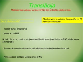 Translācija 
Matricas tipa reakcija, kurā uz mRNS tiek sintezēta olbaltumviela 
Kas ir olbaltumviela? 
Notiek šūnas citoplazmā 
Notiek uz mRNS 
Notiek pēc koda principa – triju nukleotīdu (tripletam) secībai uz mRNS atbilst viena 
aminoskābe 
Aminoskābju savienošana vienotā olbaltumvielas ķēdē notiek ribosomā 
Aminoskābes sintēzes vietai pienes tRNS 
Olbaltumviela ir polimērs, kas sastāv no 20 
veidu aminoskābēm 
 