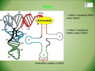 tRNS 
Aminoskāb 
e 
Antikodons triplets uz tRNS 
1. Kāds ir mazākais tRNS 
veidu skaits? 
2. Kāds ir iespējamo 
tripletu veidu skaits? 
 