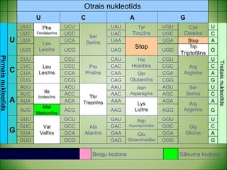 Otrais nukleotīds 
RNS kods 
UUC UCC UAC UGC C 
Trp G 
UUG UCG UAG UGG Triptofāns 
CUC CCC CAC CGC C 
CUG CCG CAG CGG G 
AUC ACC AAC AGC C 
Met ACG AAG AGG G 
AUG Metionīns 
U 
Asp GGU 
GAU 
GUC GCC GAC GGC C 
Gly 
Glicīns 
Asparagīnskābe 
Glu GGA A 
Ala 
Alanīns 
GUA GCA GAA 
GUG GCG GAG Glutamīnskābe 
GGG G 
Beigu kodons Sākuma kodons 
GCU 
Val 
Valīns 
GUU 
G 
Arg A 
Arginīns 
Lys AGA 
Lizīns 
AUA ACA AAA 
Ser U 
Serīns 
Asn AGU 
Asparagīns 
AAU 
Thr 
Treonīns 
ACU 
Ile 
Izoleicīns 
AUU 
A 
Gln CGA A 
Glutamīns 
CUA CCA CAA 
U 
Arg 
Arginīns 
His CGU 
Histidīns 
CAU 
Pro 
Prolīns 
CCU 
Leu 
Leicīns 
CUU 
C 
UGA Stop A 
Stop 
Leu UCA UAA 
Leicīns 
UUA 
Trešais nukleotīds 
Cys U 
Cisteīns 
Tyr UGU 
Tirozīns 
UAU 
Ser 
Serīns 
Phe UCU 
Fenilalanīns 
UUU 
U 
Pirmais nukleotīds 
U C A G 
 