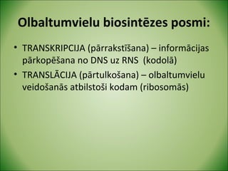 Olbaltumvielu biosintēzes posmi: 
• TRANSKRIPCIJA (pārrakstīšana) – informācijas 
pārkopēšana no DNS uz RNS (kodolā) 
• TRANSLĀCIJA (pārtulkošana) – olbaltumvielu 
veidošanās atbilstoši kodam (ribosomās) 
 