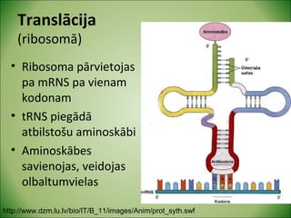 Translācija 
(ribosomā) 
• Ribosoma pārvietojas 
pa mRNS pa vienam 
kodonam 
• tRNS piegādā 
atbilstošu aminoskābi 
• Aminoskābes 
savienojas, veidojas 
olbaltumvielas 
http://www.dzm.lu.lv/bio/IT/B_11/images/Anim/prot_syth.swf 
 