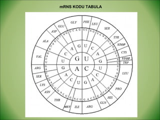 mRNS KODU TABULA 
 