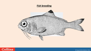 © HarperCollinsPublishers 2016
Fish breeding
 