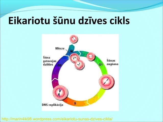 B 11 9_sjuunu_daliisanaas | PPT