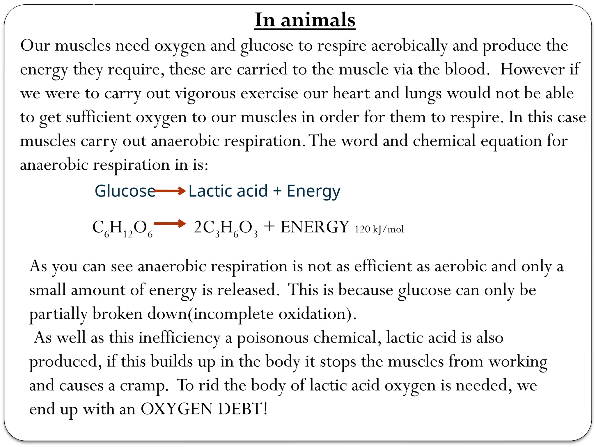 In animals
Our muscles need oxygen and glucose to respire aerobically and produce the
energy they require, these are carried to the muscle via the blood. However if
we were to carry out vigorous exercise our heart and lungs would not be able
to get sufficient oxygen to our muscles in order for them to respire. In this case
muscles carry out anaerobic respiration.The word and chemical equation for
anaerobic respiration in is:
Glucose Lactic acid + Energy
C6H12O6 2C3H6O3 + ENERGY 120 kJ/mol
As you can see anaerobic respiration is not as efficient as aerobic and only a
small amount of energy is released. This is because glucose can only be
partially broken down(incomplete oxidation).
As well as this inefficiency a poisonous chemical, lactic acid is also
produced, if this builds up in the body it stops the muscles from working
and causes a cramp. To rid the body of lactic acid oxygen is needed, we
end up with an OXYGEN DEBT!
 