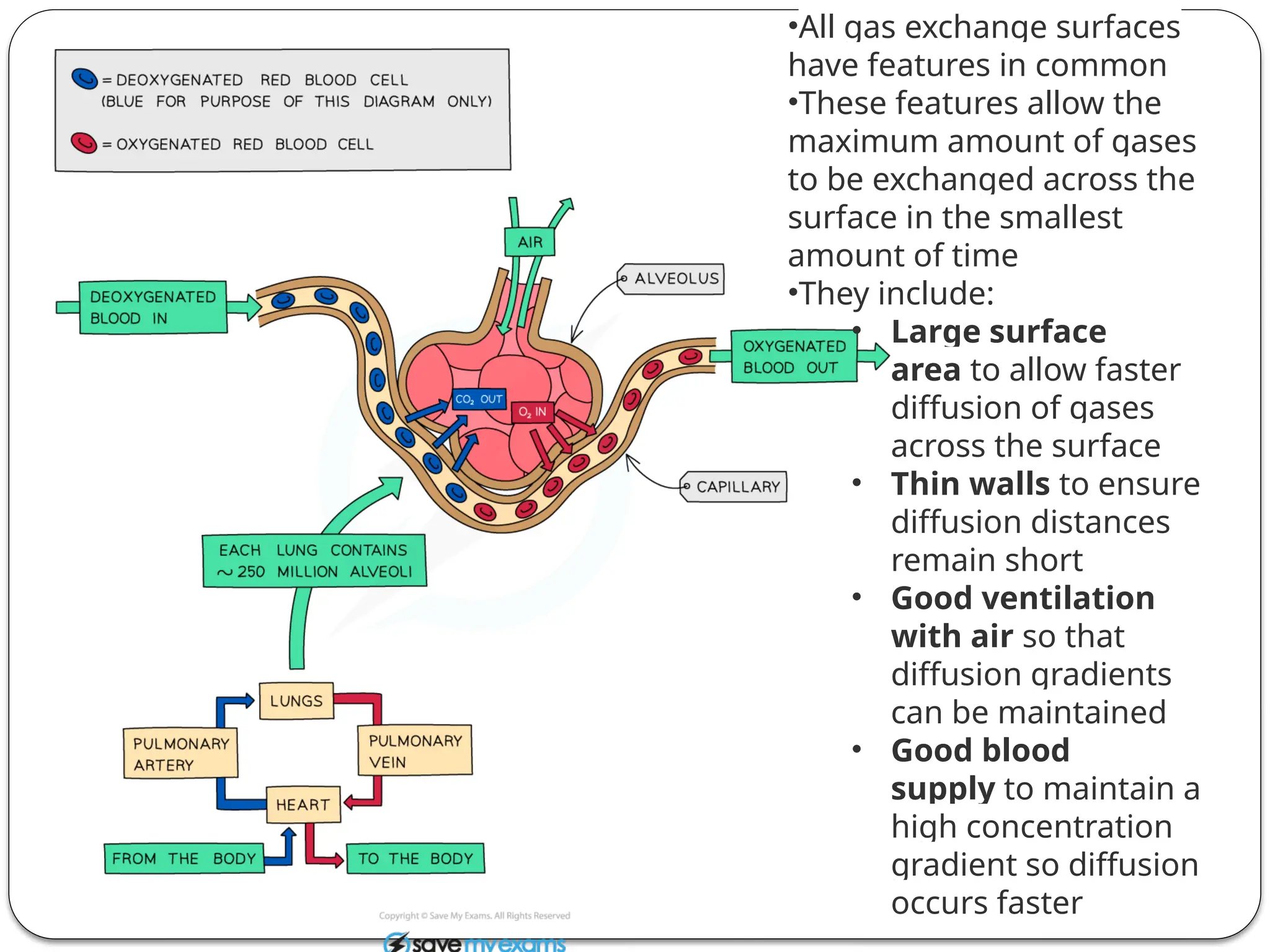 •All gas exchange surfaces
have features in common
•These features allow the
maximum amount of gases
to be exchanged across the
surface in the smallest
amount of time
•They include:
• Large surface
area to allow faster
diffusion of gases
across the surface
• Thin walls to ensure
diffusion distances
remain short
• Good ventilation
with air so that
diffusion gradients
can be maintained
• Good blood
supply to maintain a
high concentration
gradient so diffusion
occurs faster
 