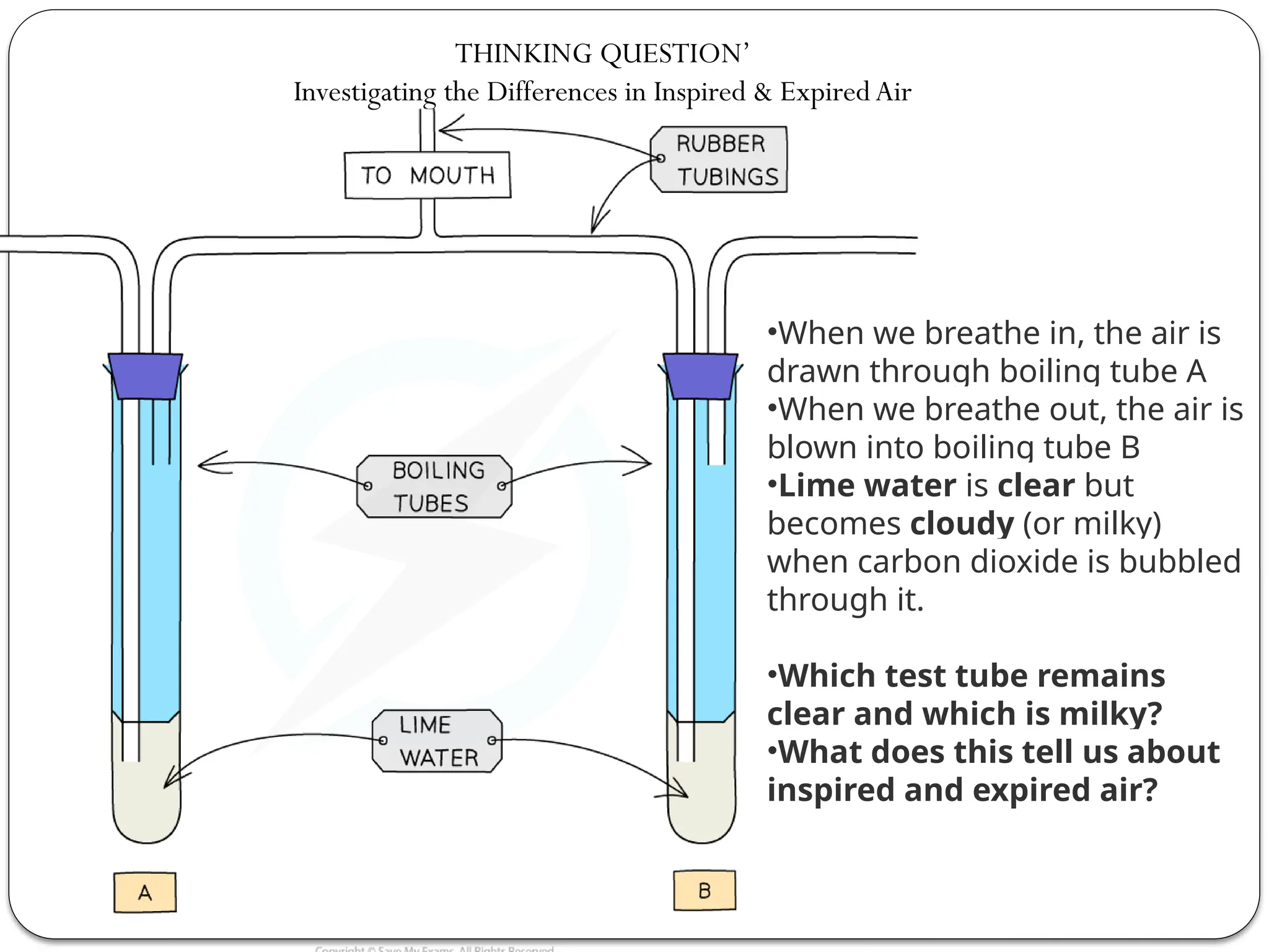 THINKING QUESTION’
Investigating the Differences in Inspired & Expired Air
•When we breathe in, the air is
drawn through boiling tube A
•When we breathe out, the air is
blown into boiling tube B
•Lime water is clear but
becomes cloudy (or milky)
when carbon dioxide is bubbled
through it.
•Which test tube remains
clear and which is milky?
•What does this tell us about
inspired and expired air?
 