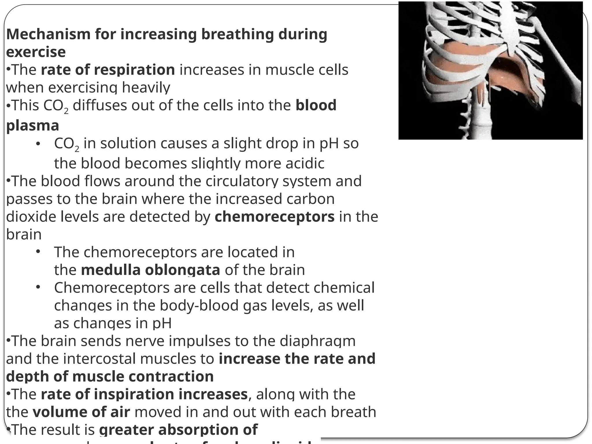 Mechanism for increasing breathing during
exercise
•The rate of respiration increases in muscle cells
when exercising heavily
•This CO2 diffuses out of the cells into the blood
plasma
• CO2 in solution causes a slight drop in pH so
the blood becomes slightly more acidic
•The blood flows around the circulatory system and
passes to the brain where the increased carbon
dioxide levels are detected by chemoreceptors in the
brain
• The chemoreceptors are located in
the medulla oblongata of the brain
• Chemoreceptors are cells that detect chemical
changes in the body-blood gas levels, as well
as changes in pH
•The brain sends nerve impulses to the diaphragm
and the intercostal muscles to increase the rate and
depth of muscle contraction
•The rate of inspiration increases, along with the
the volume of air moved in and out with each breath
•The result is greater absorption of
 