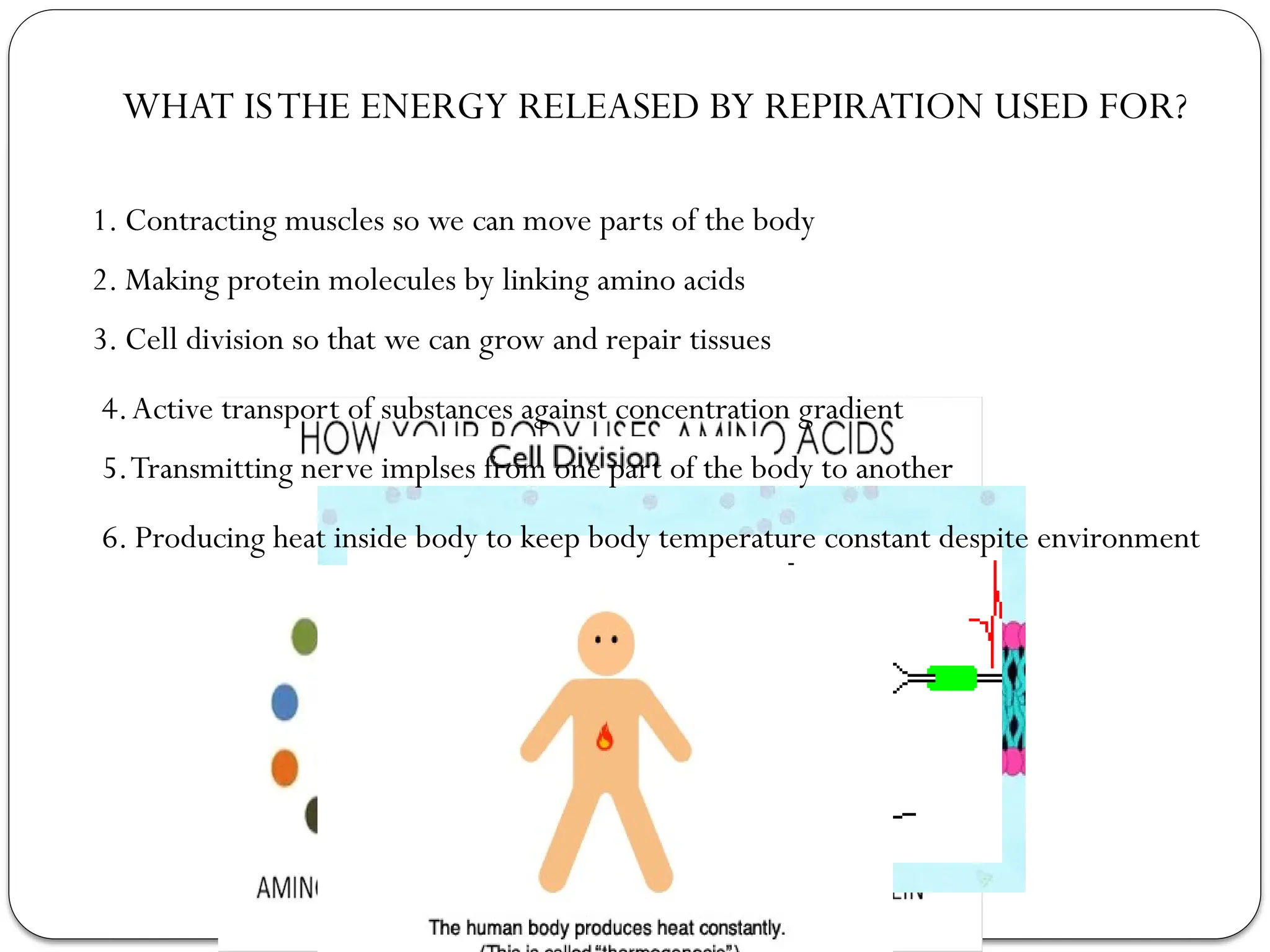 WHAT ISTHE ENERGY RELEASED BY REPIRATION USED FOR?
1. Contracting muscles so we can move parts of the body
2. Making protein molecules by linking amino acids
3. Cell division so that we can grow and repair tissues
4.Active transport of substances against concentration gradient
5.Transmitting nerve implses from one part of the body to another
6. Producing heat inside body to keep body temperature constant despite environment
 