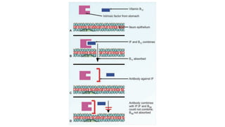 Bio chemistry presentation on B12 deficiency and sources | PDF
