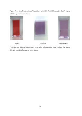Figure 2 – A visual comparison of the colours of AuNPs, P-AuNPs and BSA-AuNPs before
addition of copper or mercury.
P-AuNPs and BSA-AuNPs not only gave paler solutions than AuNPs alone, but also a
different purple colour due to aggregation.
22
AuNPs P-AuNPs BSA-AuNPs
 