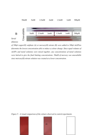 Serial
dilutions
of 500μl copper(II) sulphate (A) or mercury(II) nitrate (B) were added to 500μl AuNPsto
determine the lowest concentration able to induce a colour change. Since equal volumes of
AuNPs and metal solutions were mixed together, any concentrations of metal solutions
were halved to give the final limiting concentrations. 50mM of mercury was unavailable
since mercury(II) nitrate solution was created at a lower concentration.
Figure 5 – A visual comparison of the colours observed in control experiments.
24
50mM 5mM 2.5mM 2mM 1.5mM 1mM 500μM
B 50mM 5mM 2.5mM 2mM 1.5mM 1mM 500μM
Unavailable
 
