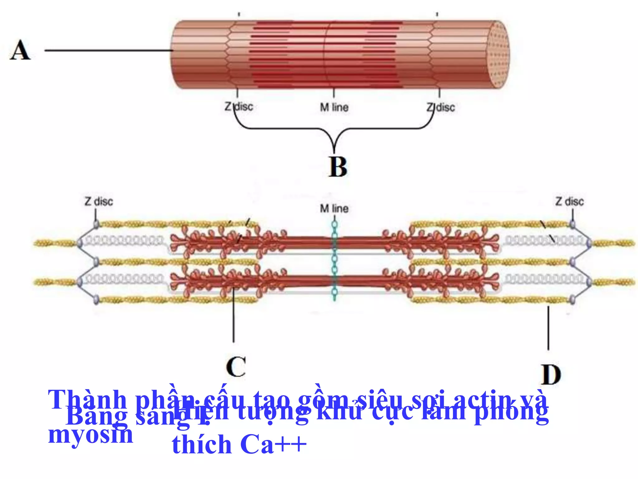B12_SU CHET TE BAO.pptx