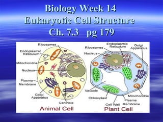 Biology Week 14
Eukaryotic Cell Structure
     Ch. 7.3 pg 179
 
