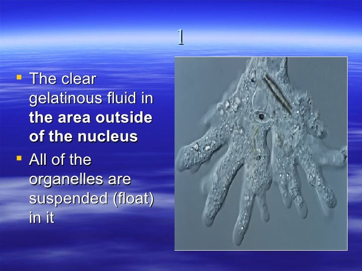 B14 eukaryotic cell structure powerpoint