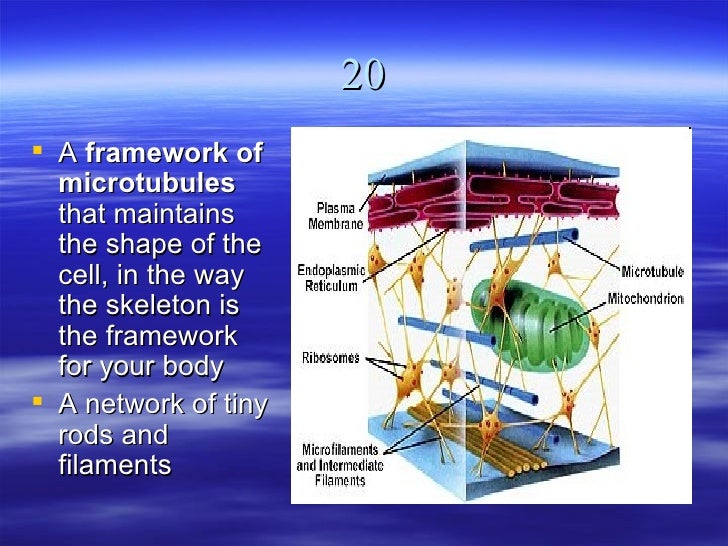 B14 eukaryotic cell structure powerpoint