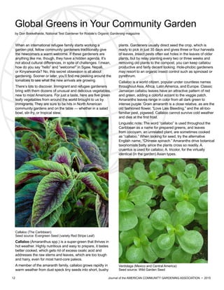 12 						 	 Journal of the AMERICAN COMMUNITY GARDENING ASSOCIATION • 2015
Global Greens in Your Community Garden
by Don Boekelheide, National Test Gardener for Rodale’s Organic Gardening magazine
When an international refugee family starts working a
garden plot, fellow community gardeners traditionally give
the newcomers a warm welcome. If these gardeners are
anything like me, though, they have a hidden agenda. It’s
not about cultural differences, in spite of challenges. I mean,
how do you say “hello” and “welcome!” in Sgaw, Nepali,
or Kinyarwanda? No, this secret obsession is all about
gardening. Sooner or later, you’ll find me peeking around the
tomatoes to see what the new arrivals are growing.
There’s lots to discover. Immigrant and refugee gardeners
bring with them dozens of unusual and delicious vegetables,
new to most Americans. For just a taste, here are five green
leafy vegetables from around the world brought to us by
immigrants. They are sure to be hits in North American
community gardens and on the table — whether in a salad
bowl, stir-fry, or tropical stew.
Callaloo (The Caribbean)
Seed source: Evergreen Seed (variety Red Stripe Leaf)
Callaloo (Amaranthus spp.) is a super-green that thrives in
hot weather. Highly nutritious and easy to prepare, it tastes
better cooked, which gets rid of excess oxalic acid and
addresses the raw stems and leaves, which are too tough
and hairy, even for most hard-core paleos.
A member of the amaranth family, callaloo grows rapidly in
warm weather from dust speck tiny seeds into short, bushy
plants. Gardeners usually direct seed the crop, which is
ready to pick in just 35 days and gives three or four harvests
of leaves. Insect pests often eat holes in the leaves of older
plants, but by relay planting every two or three weeks and
removing old plants to the compost, you can keep callalou
productive and fairly decent looking. Hole-phobic gardeners
may resort to an organic insect control such as spinosad or
pyrethrum.
Callaloo is a world citizen, popular under countless names
throughout Asia, Africa, Latin America, and Europe. Classic
Jamaican callalou leaves have an attractive pattern of red
and green, adding a colorful accent to the veggie patch.
Amaranths leaves range in color from all dark green to
intense purple. Grain amaranth is a close relative, as are the
old fashioned flower, “Love Lies Bleeding,” and the all-too-
familiar pest, pigweed. Callaloo cannot survive cold weather
and dies at the first frost.
Linguistic note: The word “callaloo” is used throughout the
Caribbean as a name for prepared greens, and leaves
from cocoyam, an unrelated plant, are sometimes cooked
as “callaloo.” When looking for seed, try the alternative
English name, “Chinese spinach.” Amaranths drive botanical
taxonomists batty since the plants cross so readily. A.
cruentus is used for callaloo; A. tricolor, for the virtually
identical (in the garden) Asian types.
Verdolaga (Mexico and Central America)
Seed source: Wild Garden Seed
 