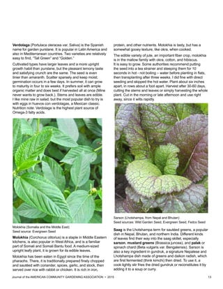 Journal of the AMERICAN COMMUNITY GARDENING ASSOCIATION • 2015 13
Verdolaga (Portulaca oleracea var. Saliva) is the Spanish
name for garden purslane. It is popular in Latin America and
also in Mediterranean countries. Two varieties are relatively
easy to find, “Tall Green” and “Golden.”
Cultivated types have larger leaves and a more upright
growth habit than purslane, but the pleasant lemony taste
and satisfying crunch are the same. The seed is even
tinier than amaranth. Scatter sparsely and keep moist;
germination occurs in a few days. In summer, it can grow
to maturity in four to six weeks. It prefers soil with ample
organic matter and does best if harvested all at once (Mine
never wants to grow back.). Stems and leaves are edible.
I like mine raw in salad, but the most popular dish to try is
with eggs in huevos con verdolagas, a Mexican classic.
Nutrition note: Verdolaga is the highest plant source of
Omega-3 fatty acids.
Molokhia (Somalia and the Middle East)
Seed source: Evergreen Seed
Molokhia (Corchorus olitorius) is a staple in Middle Eastern
kitchens, is also popular in West Africa, and is a familiar
part of Somali and Somali Bantu food. A medium-sized
upright leafy plant, it is grown for its edible leaves.
Molokhia has been eaten in Egypt since the time of the
pharaohs. There, it is traditionally prepared finely chopped
and sautéed with coriander, spices, garlic, and stock, then
served over rice with rabbit or chicken. It is rich in iron,
protein, and other nutrients. Molokhia is tasty, but has a
somewhat gooey texture, like okra, when cooked.
The edible variety of jute, an important fiber crop, molokhia
is in the mallow family with okra, cotton, and hibiscus.
It is easy to grow. Some authorities recommend putting
the seed into a tea strainer and steeping them for 10
seconds in hot - not boiling – water before planting in flats,
then transplanting after three weeks. I did fine with direct
seeding and skipped the hot water. Plant about six inches
apart, in rows about a foot apart. Harvest after 30-60 days,
cutting the stems and leaves or simply harvesting the whole
plant. Cut in the morning or late afternoon and use right
away, since it wilts rapidly.
Sarson (Lhotshampa, from Nepal and Bhutan)
Seed sources: Wild Garden Seed, Evergreen Seed, Fedco Seed
Saag is the Lhotshampa term for sautéed greens, a popular
dish in Nepal, Bhutan, and northern India. Different kinds
of leaves find their way into the saag skillet, especially
sarson, mustard greens (Brassica juncea), and palak or
spinach chard (Beta vulgaris var. Bengalensis). Sarson is
also a key ingredient in gundruk, a signature Nepalese and
Lhotshampa dish made of greens and daikon radish, which
are first fermented (think kimchi) then dried. To use it, a
cook lightly stir fries the dried gundruk or reconstitutes it by
adding it to a soup or curry.
 