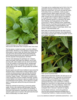 14 						 	 Journal of the AMERICAN COMMUNITY GARDENING ASSOCIATION • 2015
Palak (Lhotshampa, from Nepal and Bhutan)
Seed sources: Wild Garden Seed, Evergreen Seed, Fedco Seed
The two greens, mustard and palak, come from different
plant families. Mustard is in the cabbage or brassica family,
while palak is a type of beet, like Swiss chard. Beets are
now part of the vast amaranth family (Amaranthaceae,
which botanical taxonomists have decided includes the
formerly separate Chenopodaceae. Got that?)
The two main takeaways for gardeners are 1) Sarson
(spicy) and palak (mild) taste very different; and 2) both
are okay with cooler weather and can stand a bit of frost.
In fact, all mustards, as Grandma told us, actually taste
sweeter after a frost. In the garden, both do best in the
cooler spring and fall seasons, though palak has excellent
heat tolerance.
Mustard greens are well known traditional crops across the
American South. Finding seed is rarely a problem; some
varieties are fast growing and eye-catching. My favorite
source is Wild Garden Seed, with their Indian selection,
including “Dragon Tongue.” Wild Garden’s varieties have
a less pungent kick of some mustards. Normally, mustard
is direct seeded, and matures in about six weeks (You can
cut small leaves much sooner.). Thin to about 6-12 inches
apart, or simply grow without thinning and harvest with
scissors.
Palak has potential for becoming a community garden
staple. It has a mild, delicious leaf that tastes much like
spinach, suitable for raw use in salads and smoothies. It
has terrific heat tolerance, meaning you can have a fresh
spinach-y green even in summer. The seed looks like beet
seed, as botanically, it is a beet, after all.
True palak can be maddeningly hard to find in the U.S.,
especially improved varieties from India. Evergreen
Seed has carried them, but not for the past two years.
Fortunately, there is a substitute, nearly as good —
perpetual spinach (Beta vulgaris ssp cicla). A close
relative of Swiss chard, perpetual spinach resembles
palak, though was not quite as good in hot weather
in my garden trials. A staple in allotment gardens in
the UK, perpetual spinach is a favorite of UK native
Pam Dawling, now head gardener at Twin Oaks
Community in Virginia. Dawling’s book, Sustainable
Market Farming, is perhaps the best guide for scaling
up from family growing to market gardening. She
recommended the variety to Fedco Seed, which now
carries it: www.fedcoseeds.com
Both palak and perpetual spinach are easy to grow. I
direct seed in rows one foot apart, then progressively
thin to about one foot apart. Harvest using the “cut and
come again” technique.
Water spinach (Southeast Asia)
Water spinach (Ipomoea aquatic), the last crop on our
international greens tour, is popular but controversial.
Love it or hate it, you probably can’t avoid it if your
community garden includes refugee or immigrant
gardeners from Asia, such as the Karin or Hmong
people from Indo-China. It is little wonder why market
gardeners love it. The crop is delicious, vitamin-rich,
and very easy to grow. In fact, that’s the problem -
ecologists hate it, because it spreads too eagerly.
As the debate continues, community gardeners
may find their practical experience parallels that of
Transplanting Traditions, a highly successful refugee
 