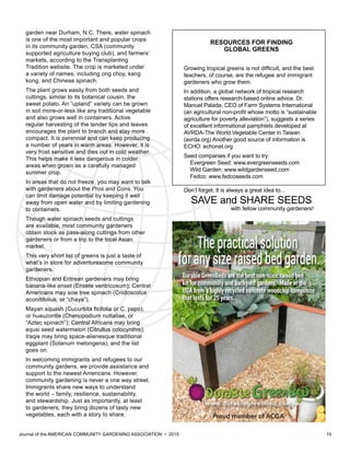 Journal of the AMERICAN COMMUNITY GARDENING ASSOCIATION • 2015 15
garden near Durham, N.C. There, water spinach
is one of the most important and popular crops
in its community garden, CSA (community
supported agriculture buying club), and farmers’
markets, according to the Transplanting
Tradition website. The crop is marketed under
a variety of names, including ong choy, kang
kong, and Chinese spinach.
The plant grows easily from both seeds and
cuttings, similar to its botanical cousin, the
sweet potato. An “upland” variety can be grown
in soil more-or-less like any traditional vegetable
and also grows well in containers. Active
regular harvesting of the tender tips and leaves
encourages the plant to branch and stay more
compact. It is perennial and can keep producing
a number of years in warm areas. However, it is
very frost sensitive and dies out in cold weather.
This helps make it less dangerous in colder
areas when grown as a carefully managed
summer crop.
In areas that do not freeze, you may want to talk
with gardeners about the Pros and Cons. You
can limit damage potential by keeping it well
away from open water and by limiting gardening
to containers.
Though water spinach seeds and cuttings
are available, most community gardeners
obtain stock as pass-along cuttings from other
gardeners or from a trip to the local Asian
market.
This very short list of greens is just a taste of
what’s in store for adventuresome community
gardeners.
Ethiopian and Eritrean gardeners may bring
banana-like enset (Ensete ventricosum); Central
Americans may sow tree spinach (Cnidoscolus
aconitifolius, or “chaya”),
Mayan squash (Cucurbita ficifolia or C. pepo),
or huauzontle (Chenopodium nuttaliae, or
“Aztec spinach”); Central Africans may bring
equsi seed watermelon (Citrullus colocynthis);
Iraqis may bring space-alienesque traditional
eggplant (Solanum melongena); and the list
goes on.
In welcoming immigrants and refugees to our
community gardens, we provide assistance and
support to the newest Americans. However,
community gardening is never a one way street.
Immigrants share new ways to understand
the world – family, resilience, sustainability,
and stewardship. Just as importantly, at least
to gardeners, they bring dozens of tasty new
vegetables, each with a story to share.
RESOURCES FOR FINDING
GLOBAL GREENS
Growing tropical greens is not difficult, and the best
teachers, of course, are the refugee and immigrant
gardeners who grow them.
In addition, a global network of tropical research
stations offers research-based online advice. Dr.
Manuel Palada, CEO of Farm Systems International
(an agricultural non-profit whose motto is “sustainable
agriculture for poverty alleviation”), suggests a series
of excellent informational pamphlets developed at
AVRDA-The World Vegetable Center in Taiwan
(avrda.org) Another good source of information is
ECHO: echonet.org
Seed companies if you want to try:
Evergreen Seed: www.evergreenseeds.com
Wild Garden: www.wildgardenseed.com
Fedco: www.fedcoseeds.com
Don’t forget, It is always a great idea to...
SAVE and SHARE SEEDS
with fellow community gardeners!
 