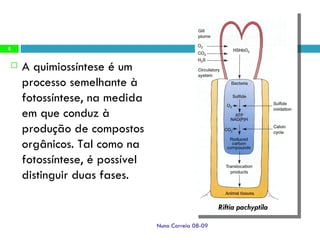 A quimiossíntese é um processo semelhante à fotossíntese, na medida em que conduz à produção de compostos orgânicos. Tal como na fotossíntese, é possível distinguir duas fases. Riftia pachyptila Nuno Correia 08-09 